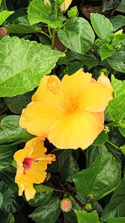 Hybrid hibiscus dwarf  plants (pack of 2 orange and yellow colour)