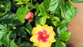 Hybrid hibiscus dwarf  plants (pack of 2 different colours 2 plant )(365 Days / 12 Month Flowering Plants (Best for India)
