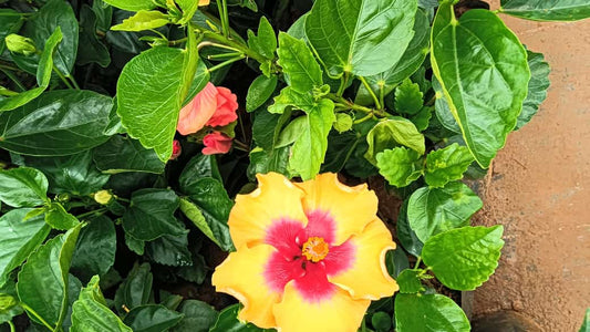 Hybrid hibiscus dwarf  plants (pack of 2 different colours 2 plant )