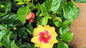 Hybrid hibiscus dwarf  plants (pack of 2 different colours 2 plant )