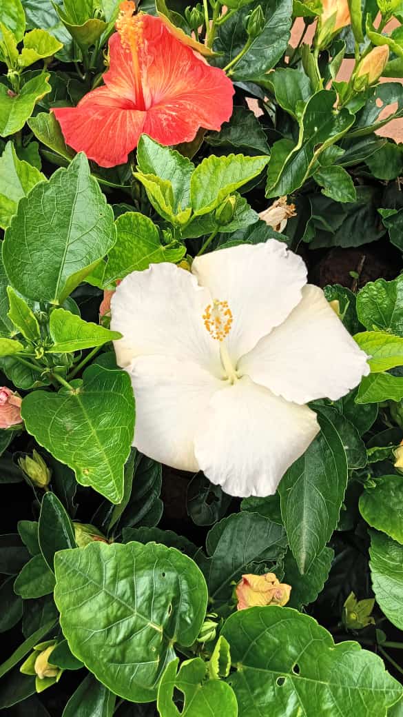 Hybrid hibiscus dwarf  plants (pack of 2 white and yellow colour)