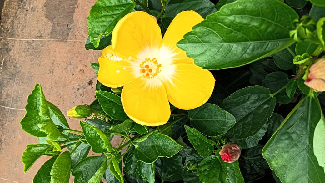 Hybrid hibiscus dwarf  plants (pack of 2 white and yellow colour)