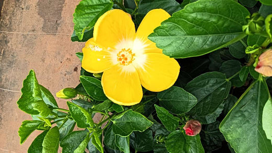 Hybrid hibiscus dwarf  plants (pack of 2 white and yellow colour)