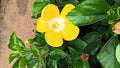 Hybrid hibiscus dwarf Plants(365 Days / 12 Month Flowering Plants (Best for India)