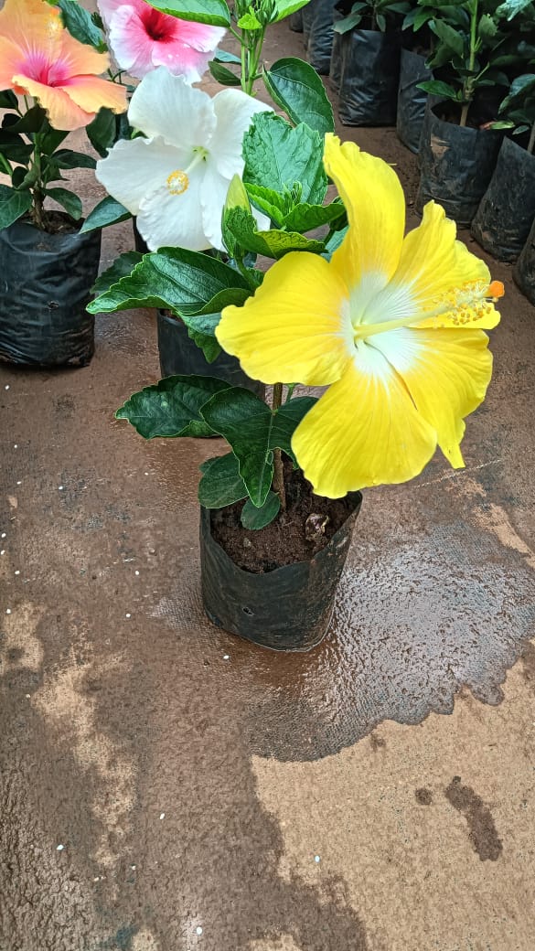 Hybrid hibiscus dwarf  plants (pack of 7)