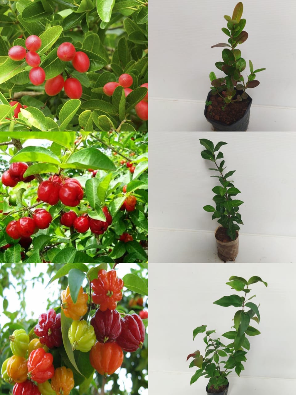 Cherry plant combo