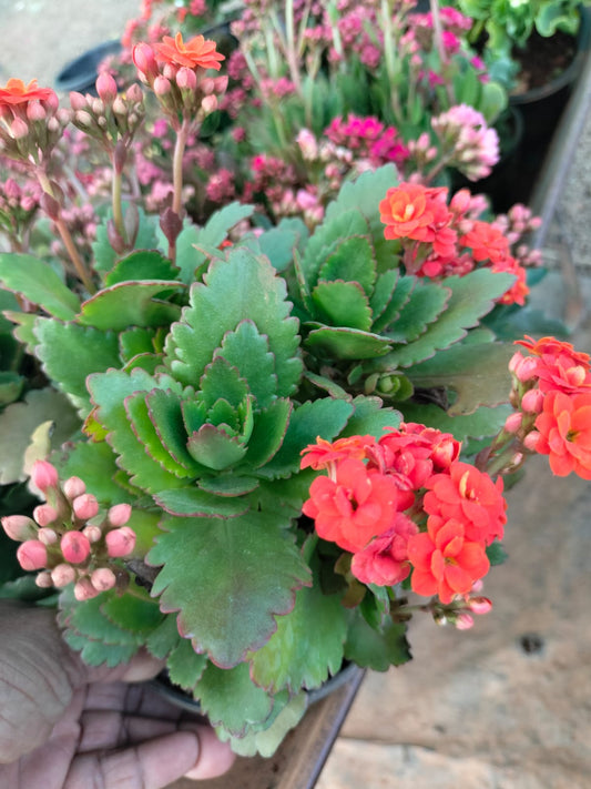 Florist Kalanchoe
Pune hybrid dwarf plants Orange colour