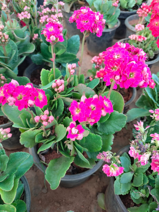 Florist Kalanchoe
Pune hybrid dwarf plants