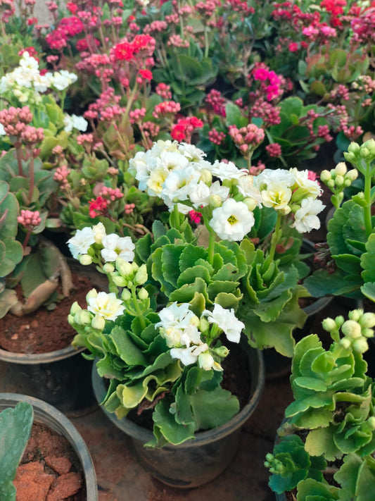 Florist Kalanchoe
Pune hybrid dwarf plants
White colour