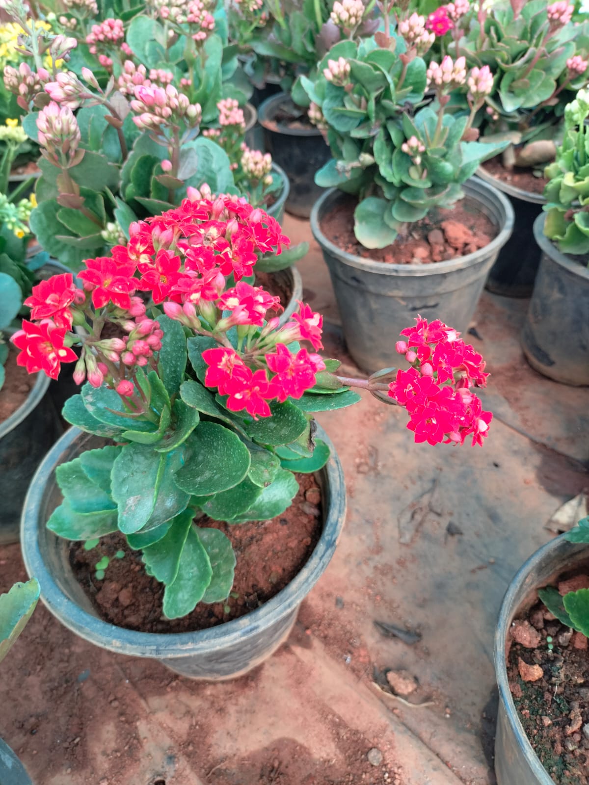 Florist Kalanchoe
Pune hybrid dwarf plants
Red colour