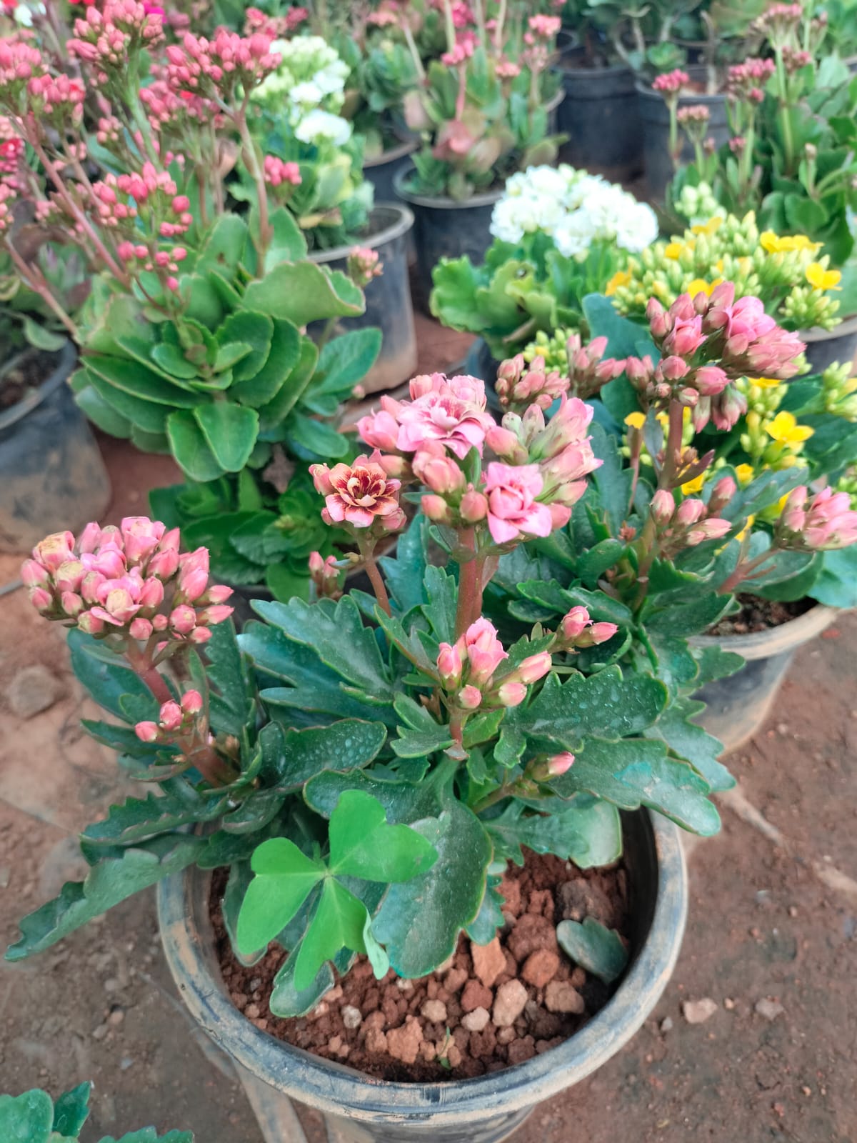 Florist Kalanchoe
Pune hybrid dwarf plants
Pink colour