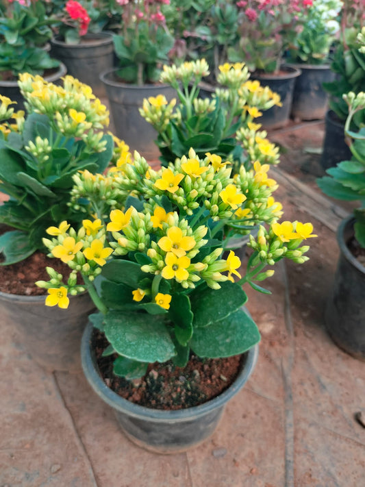 Florist Kalanchoe
Pune hybrid dwarf plants
Yellow colour