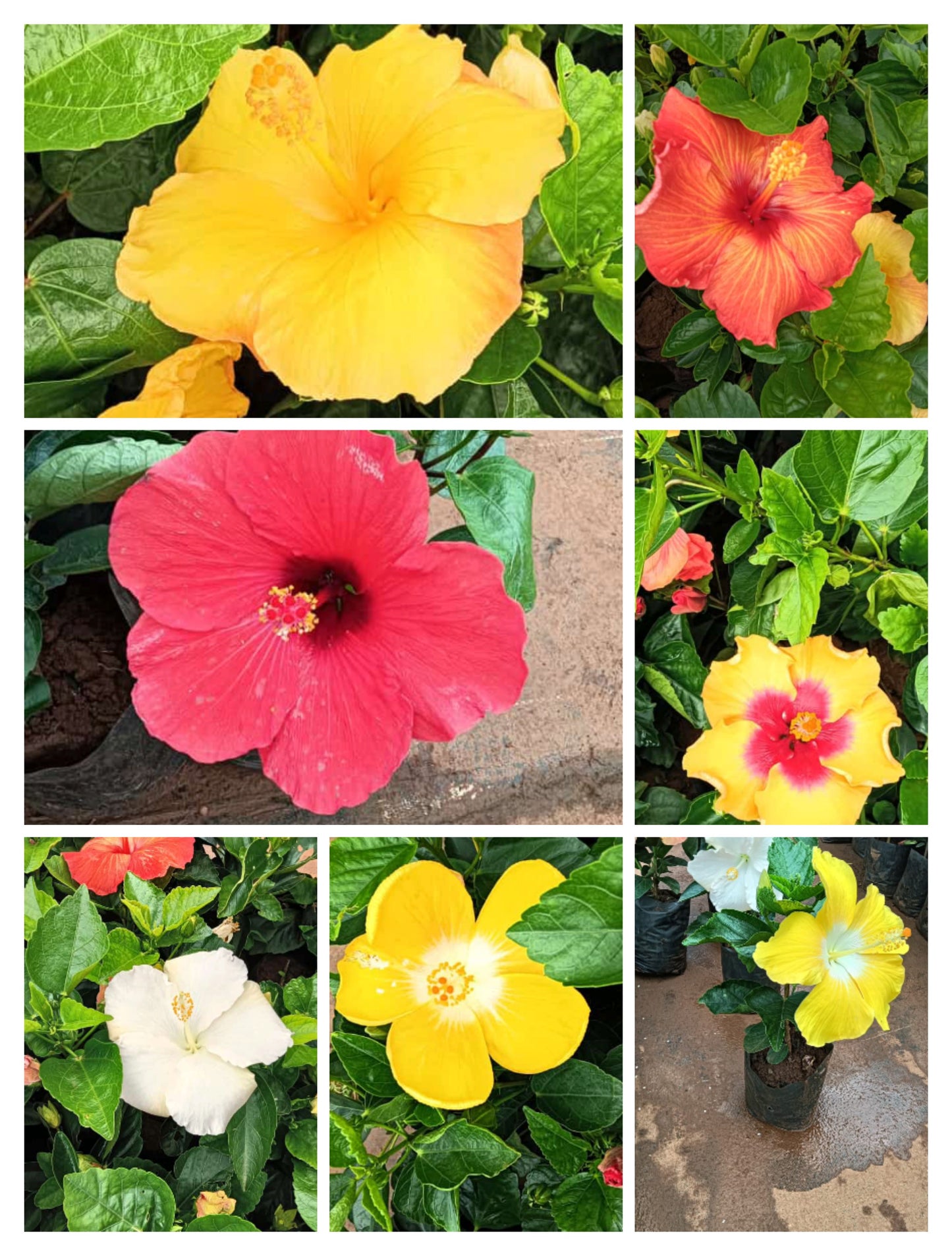 Hybrid hibiscus dwarf  plants (pack of 7)