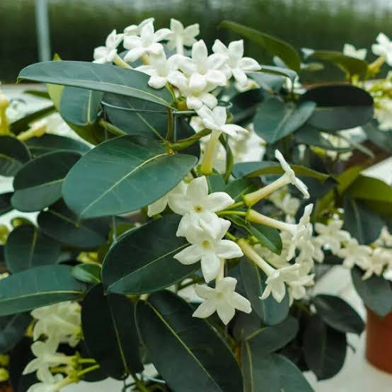 Madagascar jasmine plant /Rare jasmine plant