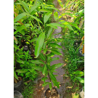 Kottukonam Mango Grafted Live Plant Dwarf Variety