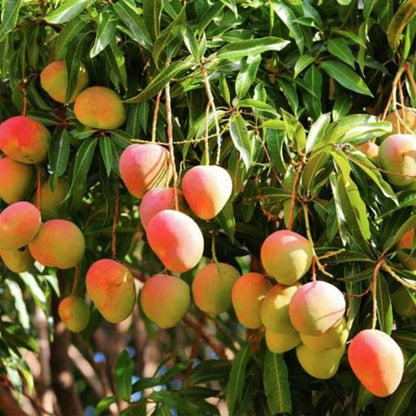 Kottukonam Mango Grafted Live Plant Dwarf Variety