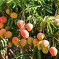 Kottukonam Mango Grafted Live Plant Dwarf Variety