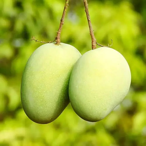 Lagda Aam, Mango Grafted Plant