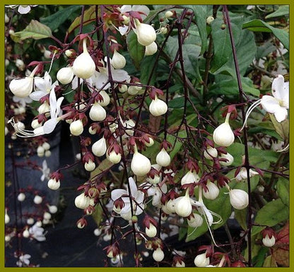 Light of Bulbs | Chains Of Glory | Wallich's Glorybower