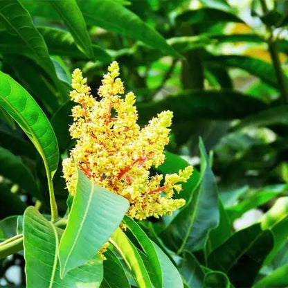 Mango (Mallika)-Plant