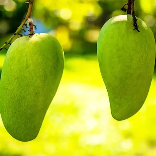 Mango (Mallika)-Plant