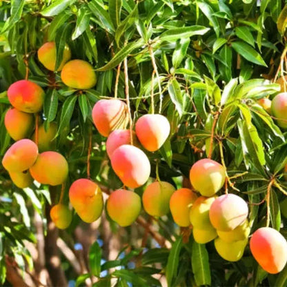 Japanese Miyazaki Mango plant