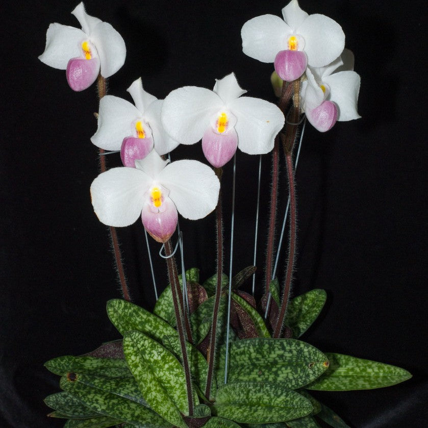 Paphiopedilum delenatii (Delenati's Lady's Slipper Orchid)