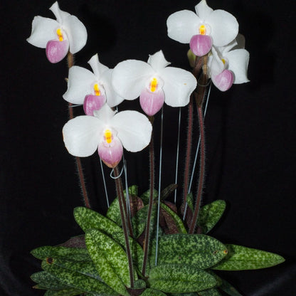 Paphiopedilum delenatii (Delenati's Lady's Slipper Orchid)