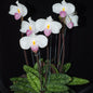 Paphiopedilum delenatii (Delenati's Lady's Slipper Orchid)