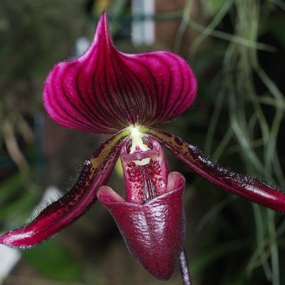 Paphiopedilum maudie (Maudie's Lady's Slipper Orchid)
