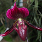 Paphiopedilum maudie (Maudie's Lady's Slipper Orchid)