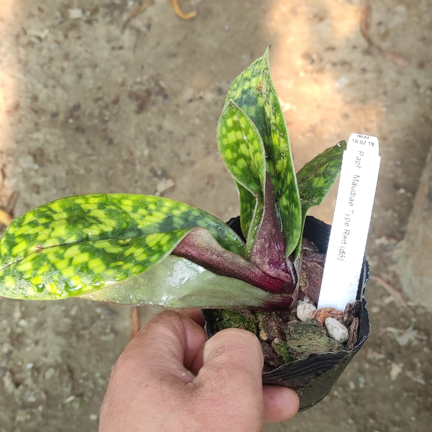 Paphiopedilum maudie (Maudie's Lady's Slipper Orchid)