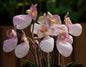 Paphiopedilum micranthum (Tiny-flowered Lady's Slipper Orchid)