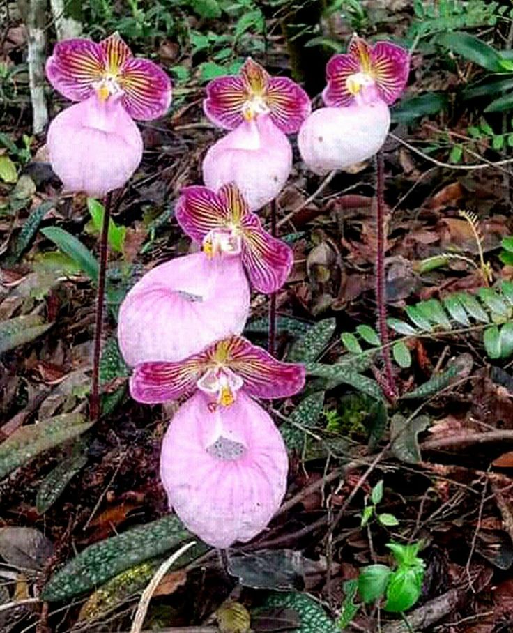 Paphiopedilum micranthum (Tiny-flowered Lady's Slipper Orchid)