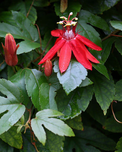 Passiflora Red vine