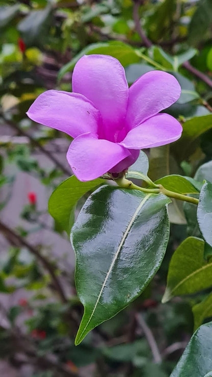 Rubber vine creeper plant (Ashiyana Rang-E-Zaahar Vine)