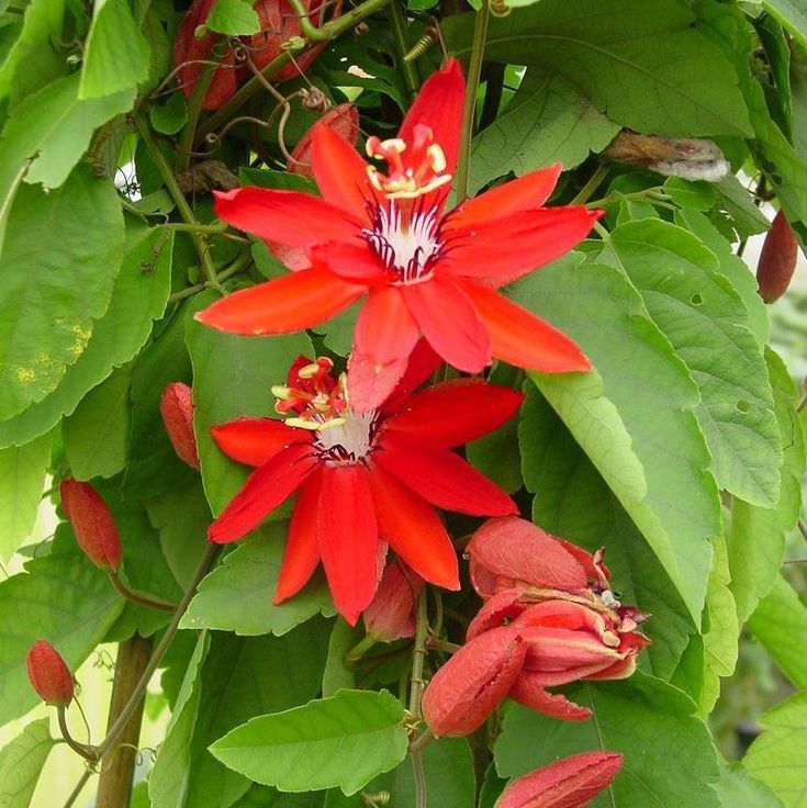 Passiflora Red vine