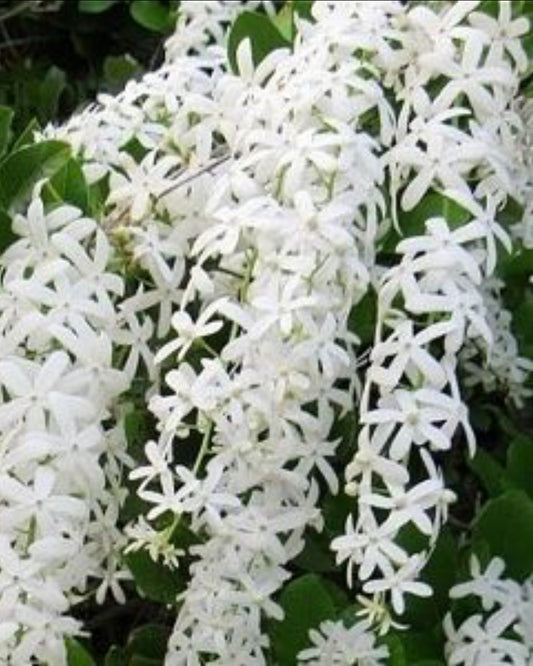 Petrea white flower plant