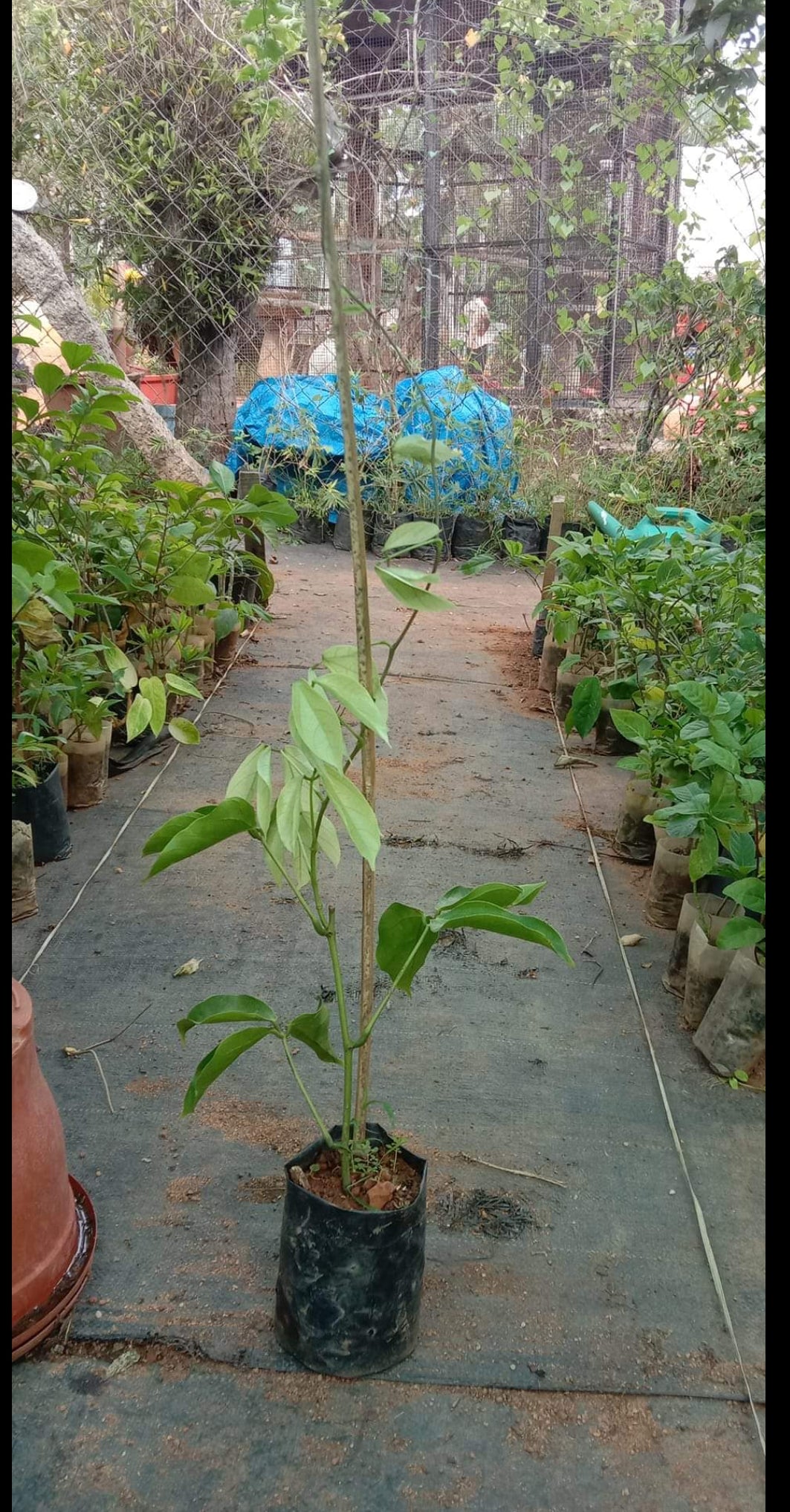 Blue jade Vine