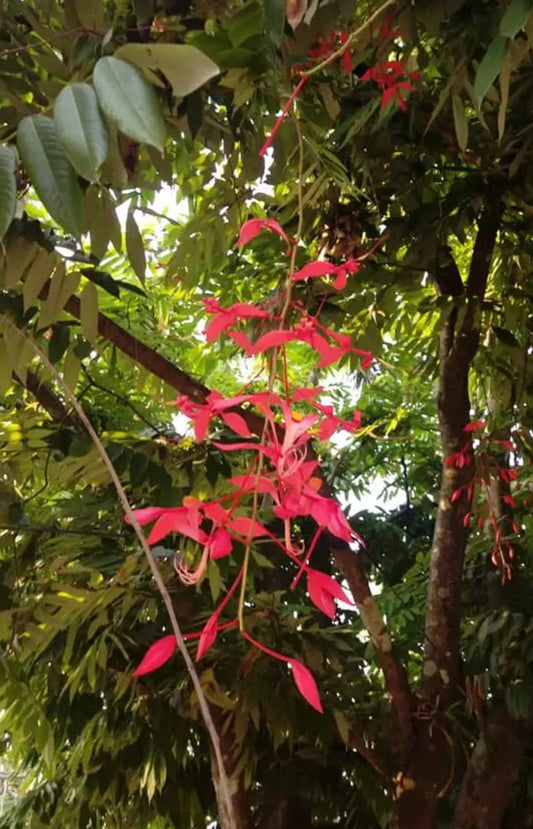 Amherstia Nobilis ( Pride of Burma/ Queen of Flowering Trees) live plant