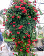Ashiyana Rang-E-Shaurya Jyoti Vine – vibrant red-orange fiery trumpet-shaped flowers climbing rapidly over walls – a powerful flaming glory vine for bold garden landscapes.