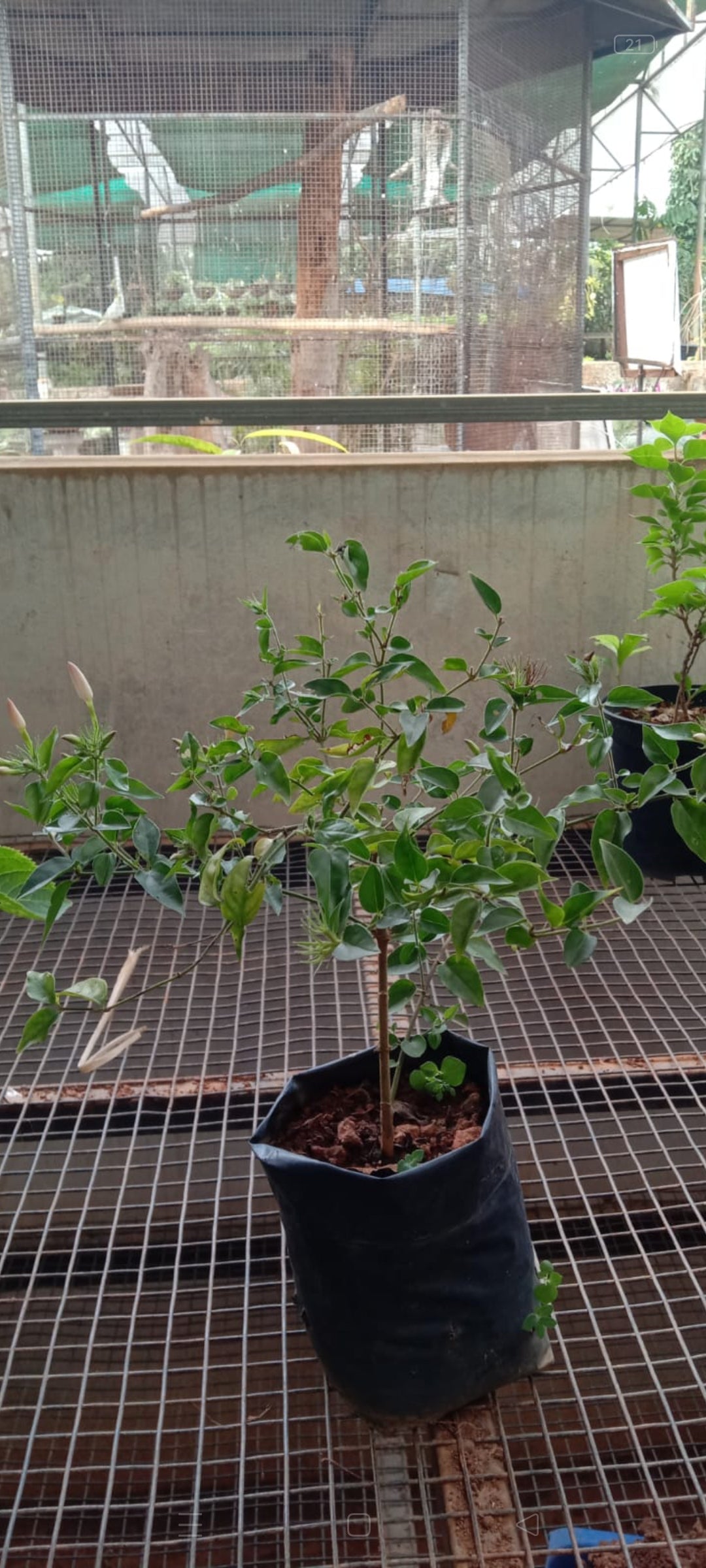 Pink jasmine plant