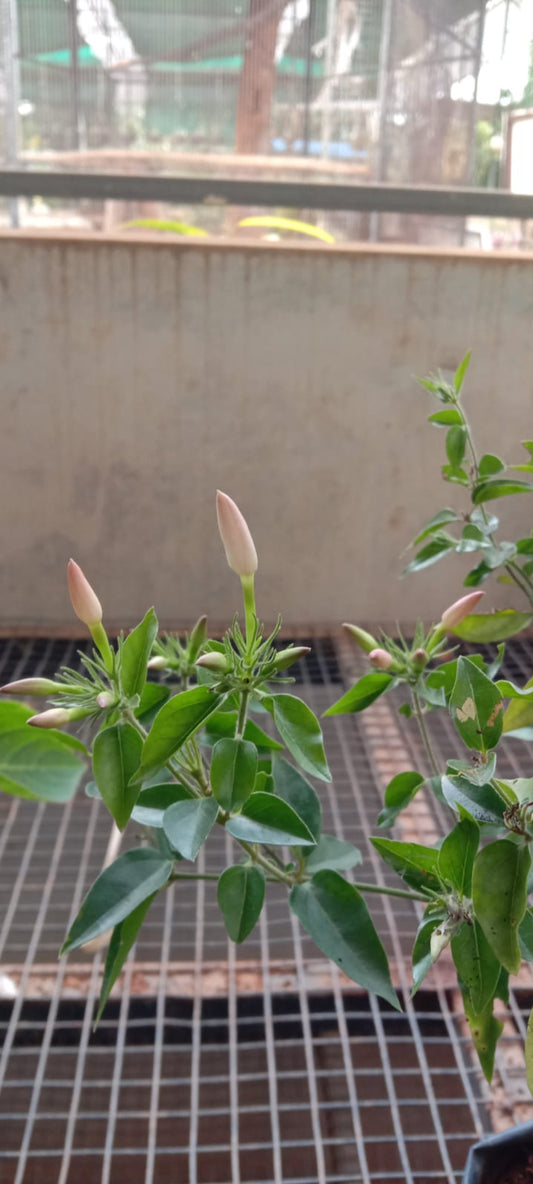 Pink jasmine plant