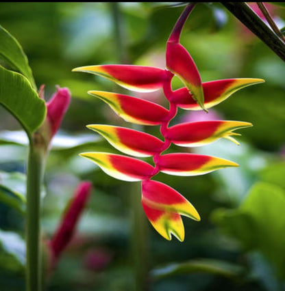 Hanging heliconia