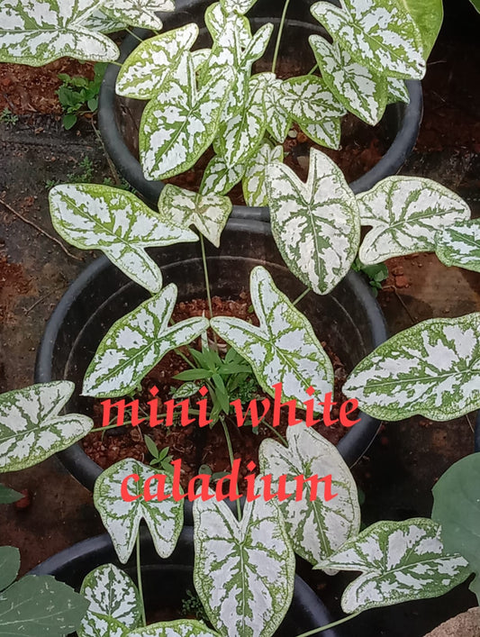 Mini white caladium plant