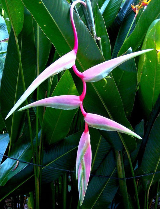 Sexy pink heliconia