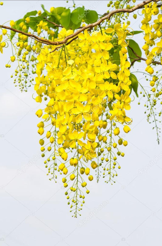 Golden Shower plant