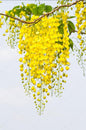 Golden Shower plant