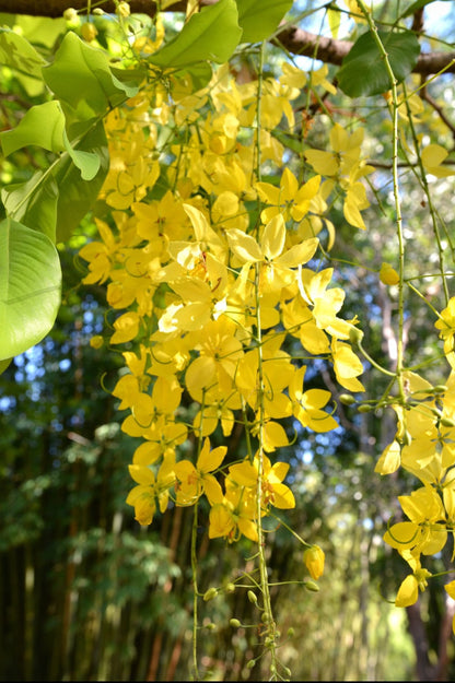 Golden Shower plant