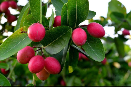 Bakery Cherry plant